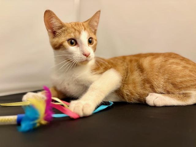 Nacho, a Adoptable Domestic Short Hair in Sweetwater, TN image 3/4