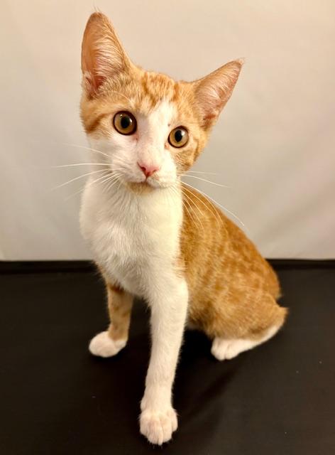 Nacho, a Adoptable Domestic Short Hair in Sweetwater, TN image 4/4