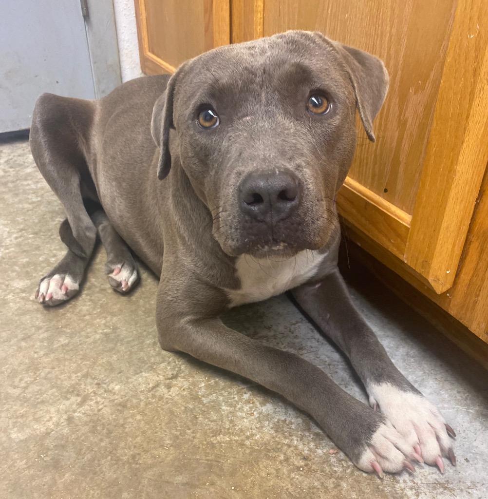 Enlarge Lucky, a Adoptable mixed breed in Lockhart, TX image 1/2