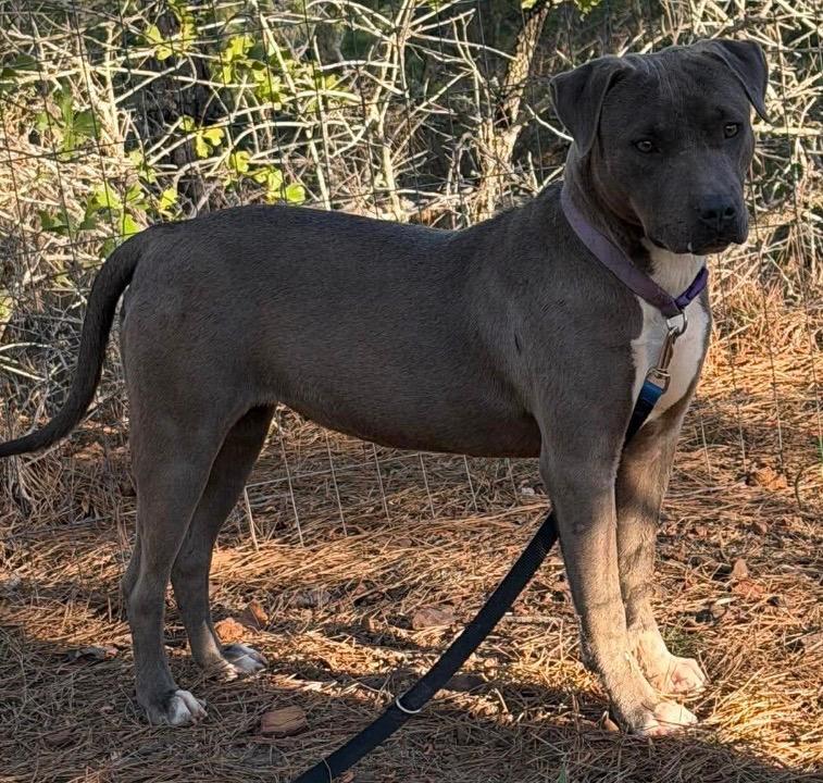 Enlarge Lucky, a Adoptable mixed breed in Lockhart, TX image 2/2