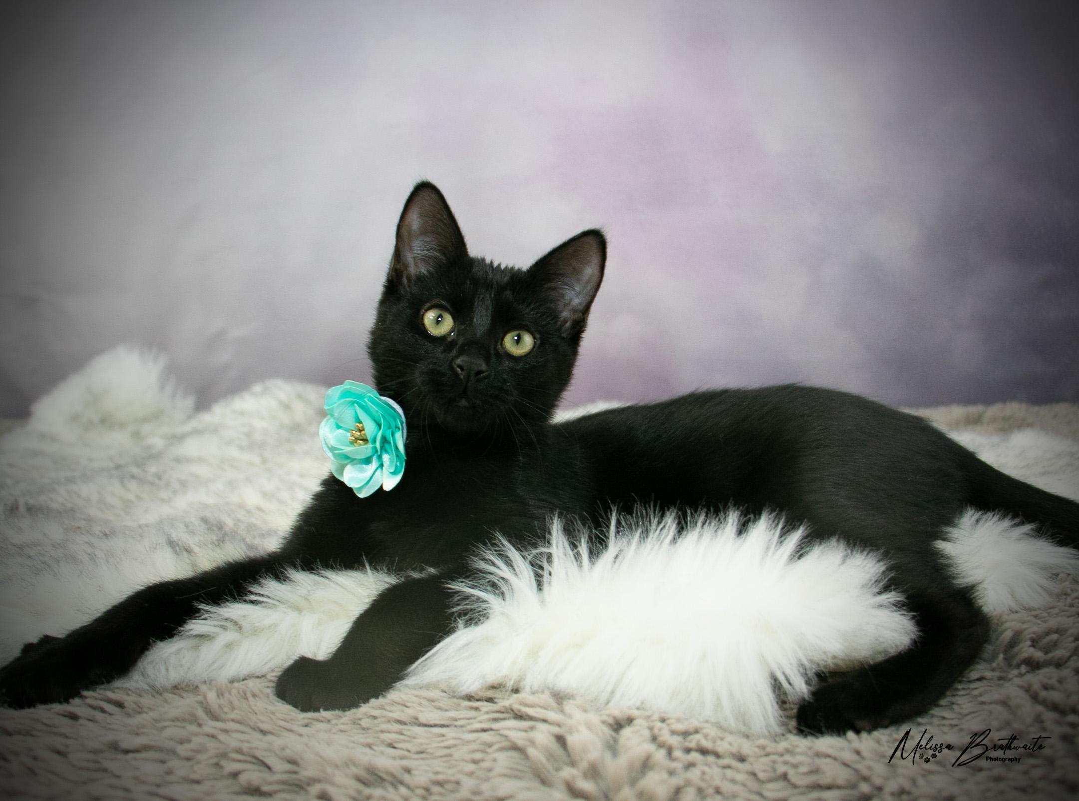 Nelly, an adoptable Domestic Short Hair in Airdrie, AB, T4A 1C7 | Photo Image 3