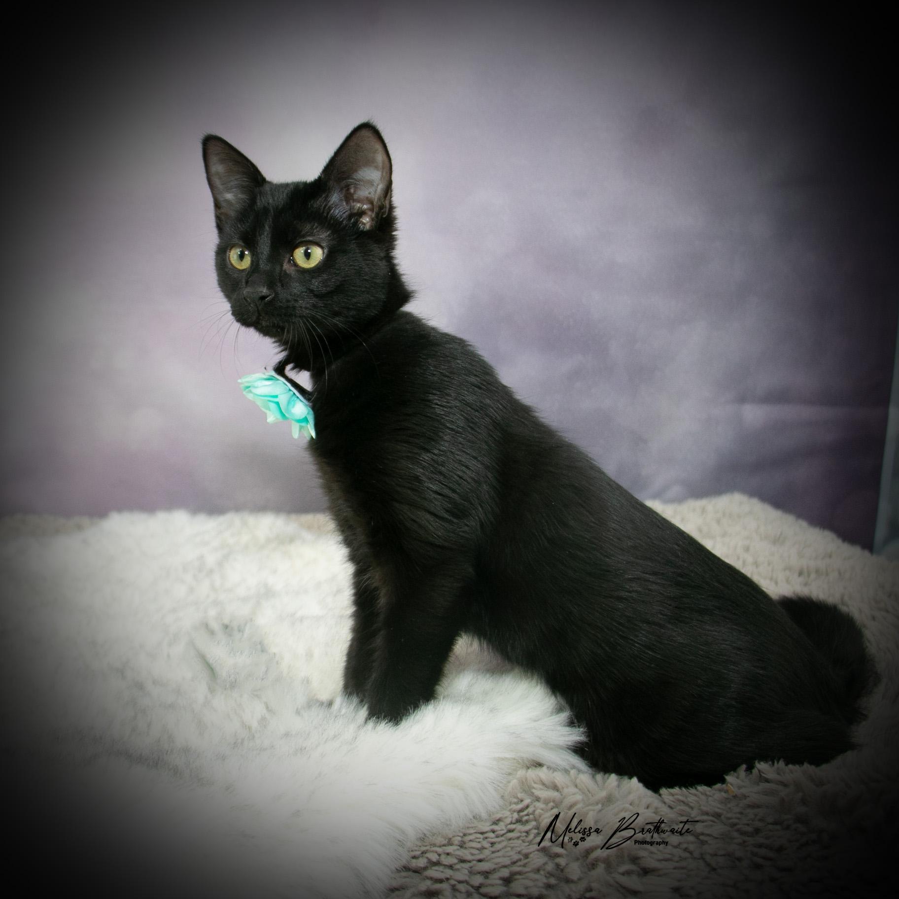 Nelly, an adoptable Domestic Short Hair in Airdrie, AB, T4A 1C7 | Photo Image 2