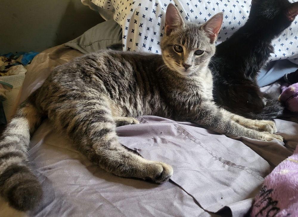 Current, Adoptable, Young Male Domestic Medium Hair.