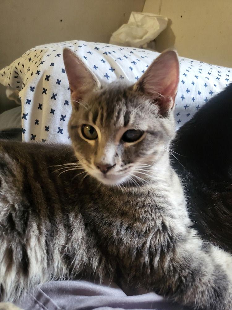 Enlarge Current, a Adoptable Domestic Medium Hair in Panama city, FL image 2/2