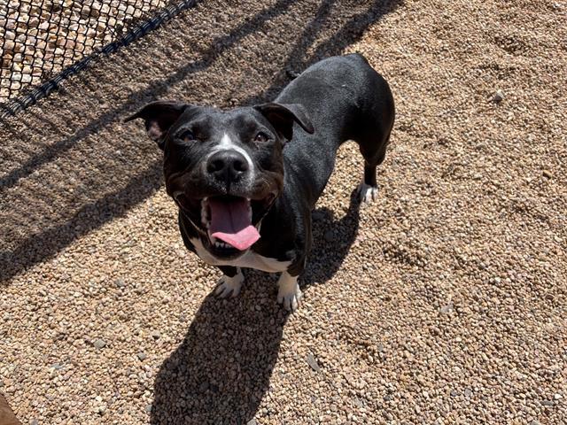 Enlarge ASPEN, a Adoptable mixed breed in Brighton, CO image 1/1