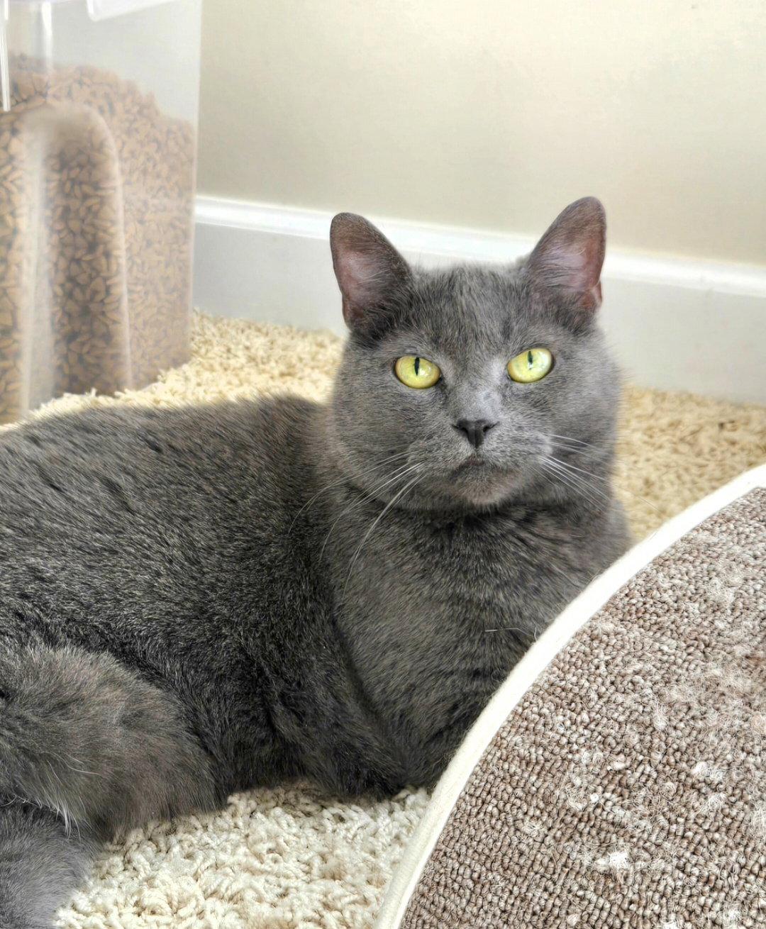 Enlarge Soap, a Adoptable Domestic Short Hair in Wheaton, IL image 1/3