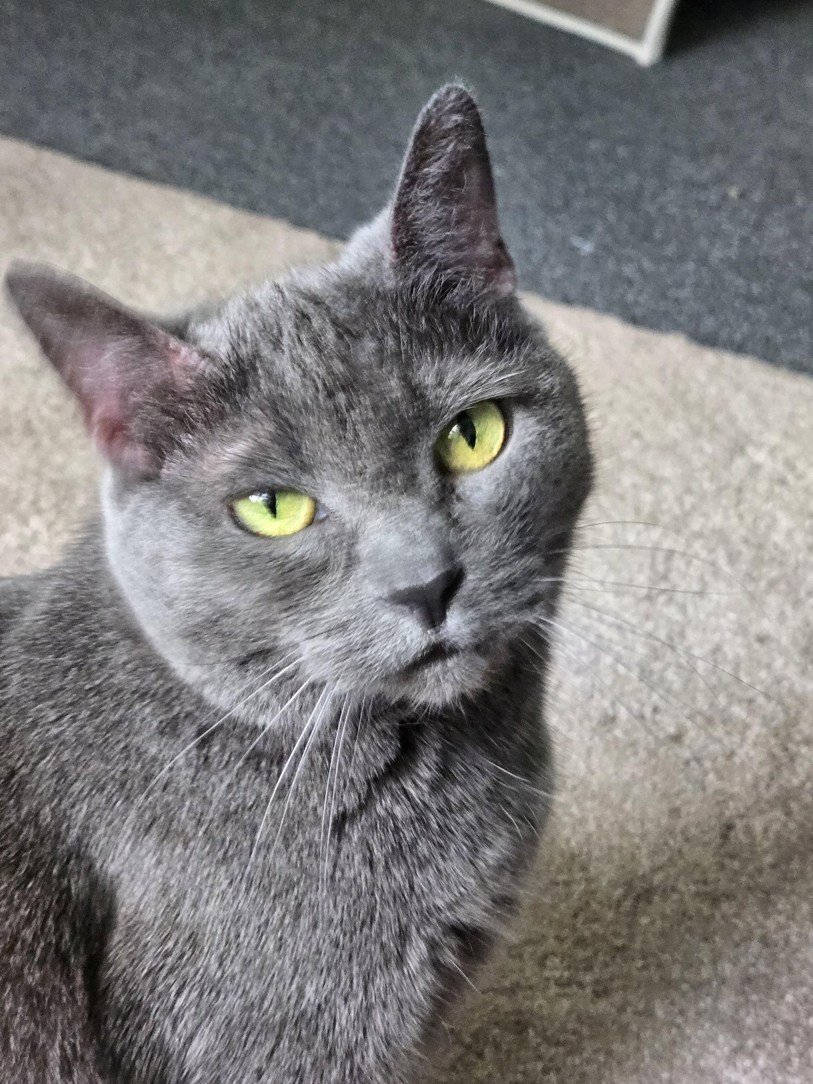 Enlarge Soap, a Adoptable Domestic Short Hair in Wheaton, IL image 2/3