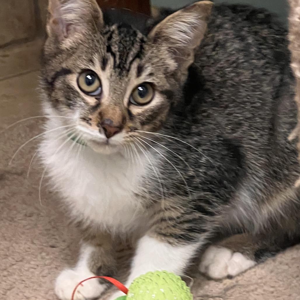 Enlarge Charlie, a Adoptable Domestic Short Hair in Columbus, GA image 1/5