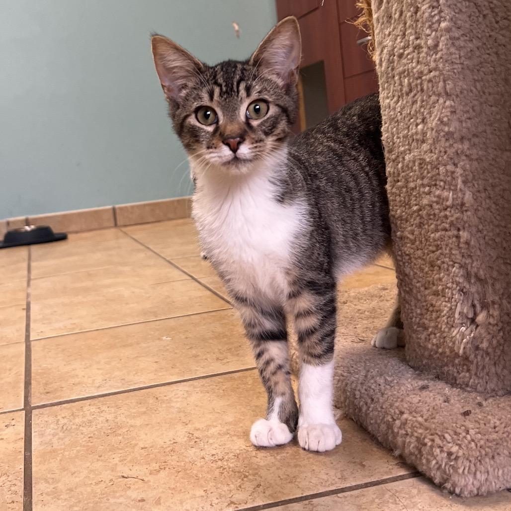 Enlarge Charlie, a Adoptable Domestic Short Hair in Columbus, GA image 2/5