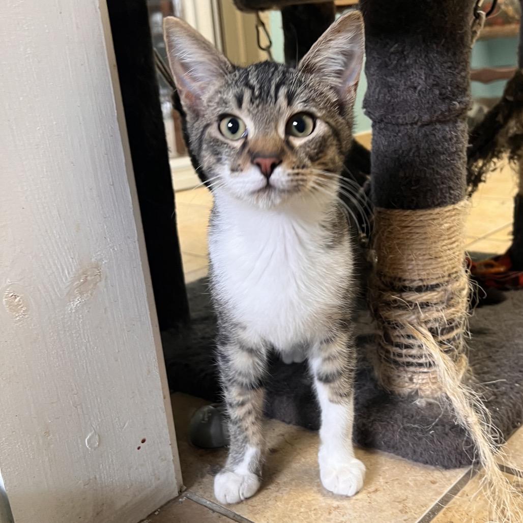 Enlarge Charlie, a Adoptable Domestic Short Hair in Columbus, GA image 3/5