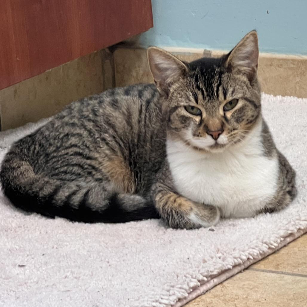 Enlarge Charlie, a Adoptable Domestic Short Hair in Columbus, GA image 4/5