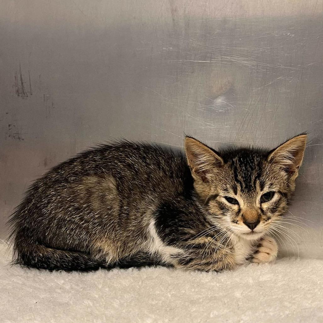 Enlarge Charlie, a Adoptable Domestic Short Hair in Columbus, GA image 5/5