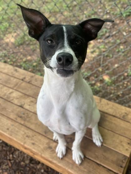 Sammy, Adoptable, Adult Male Terrier & Mixed Breed.
