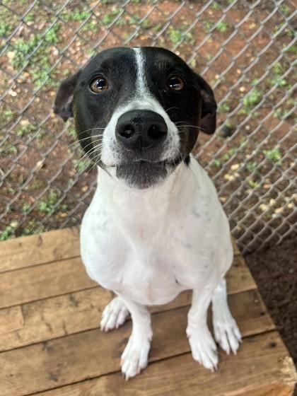 Sammy, a Adoptable mixed breed in Cumming, GA image 2/3
