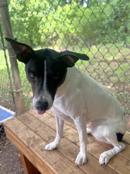 Sammy, a Adoptable mixed breed in Cumming, GA image 3/3