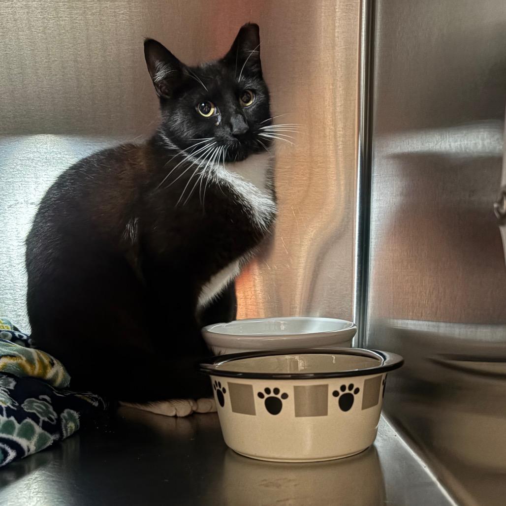 Sylvester, Adoptable, Young Male Domestic Short Hair.