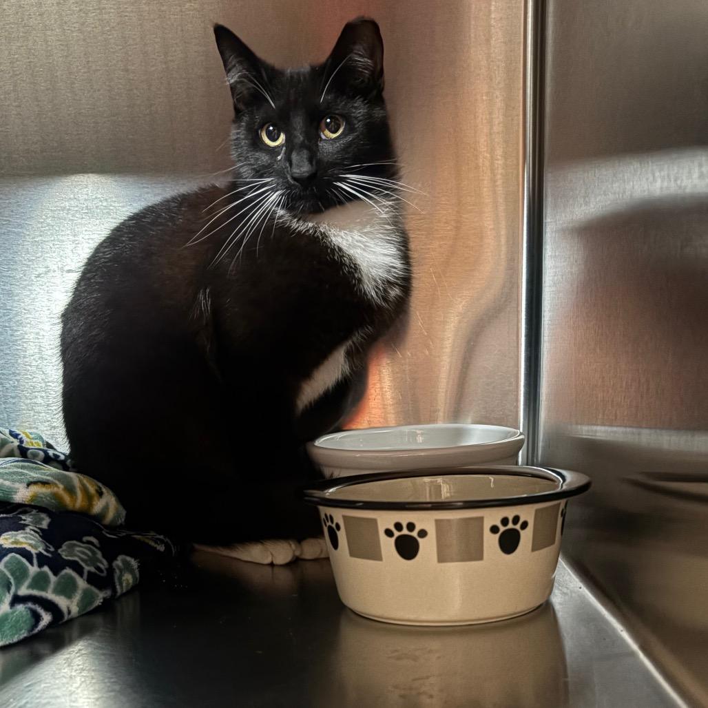 Enlarge Sylvester, a Adoptable Domestic Short Hair in Pensacola, FL image 2/2