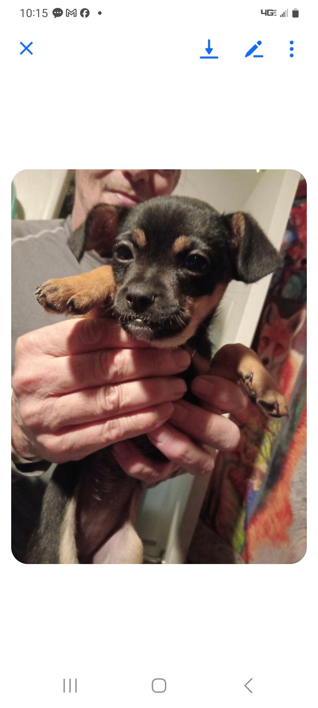 Ava, adopted, Puppy Female Chihuahua & Pug.