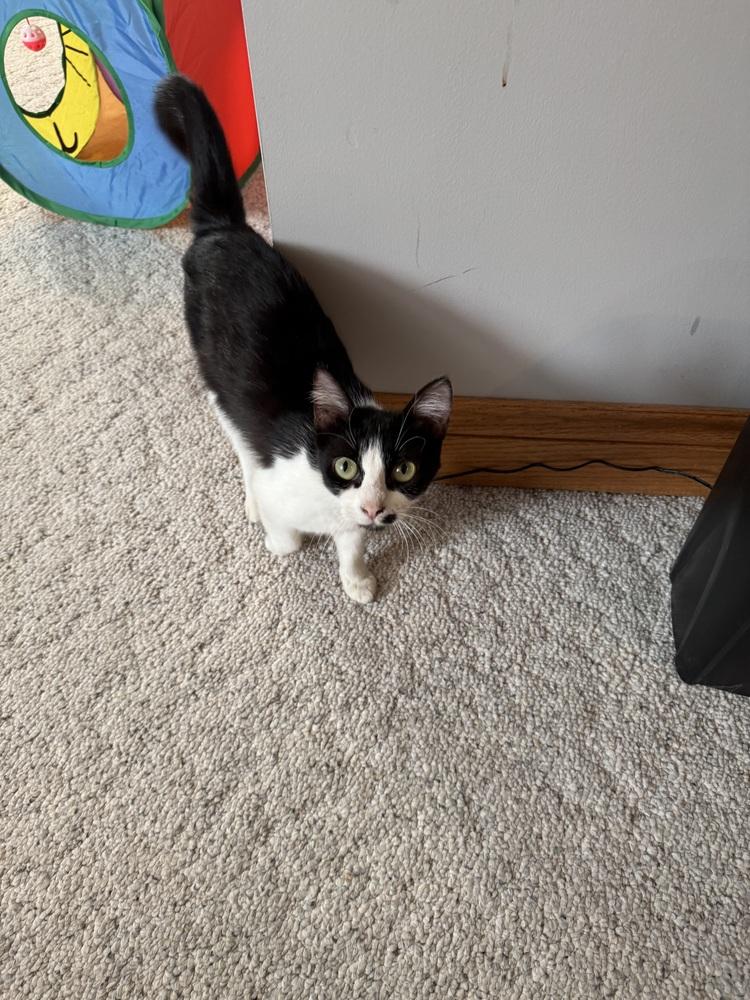 Violet, Adoptable, Young Female Domestic Short Hair.