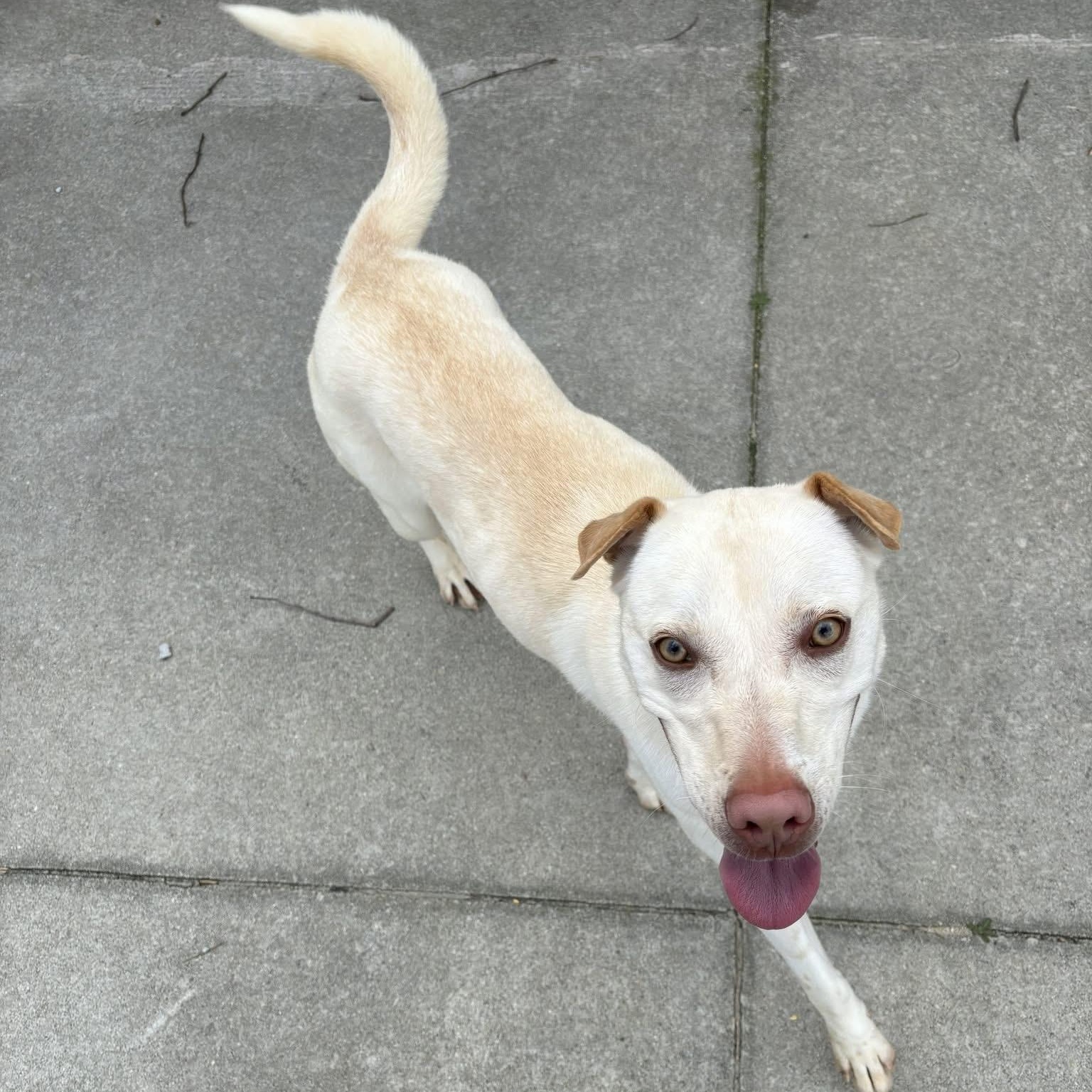 Enlarge Lexie, a ADOPTABLE mixed breed in Lumberton, NC image 1/4