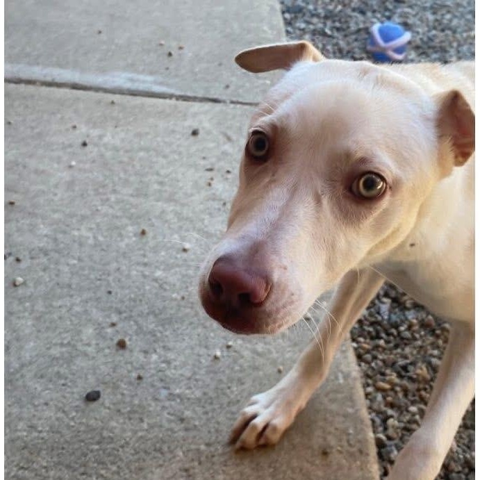 Enlarge Lexie, a ADOPTABLE mixed breed in Lumberton, NC image 4/4