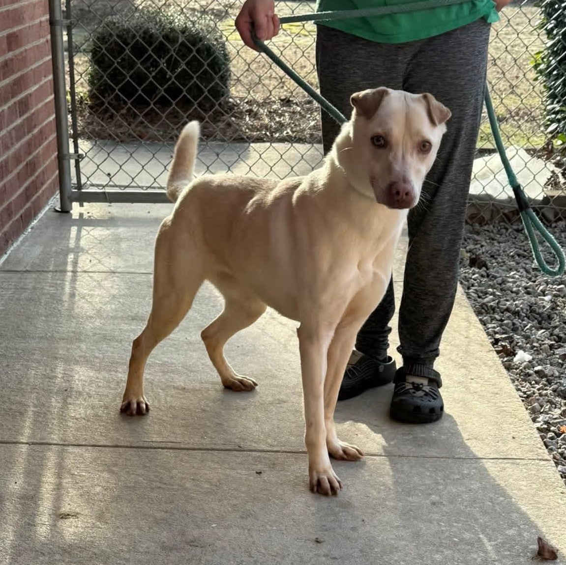 Enlarge Lexie, a ADOPTABLE mixed breed in Lumberton, NC image 3/4