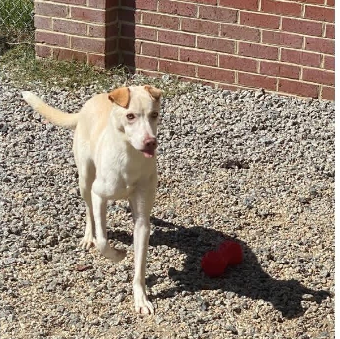 Enlarge Lexie, a ADOPTABLE mixed breed in Lumberton, NC image 2/4