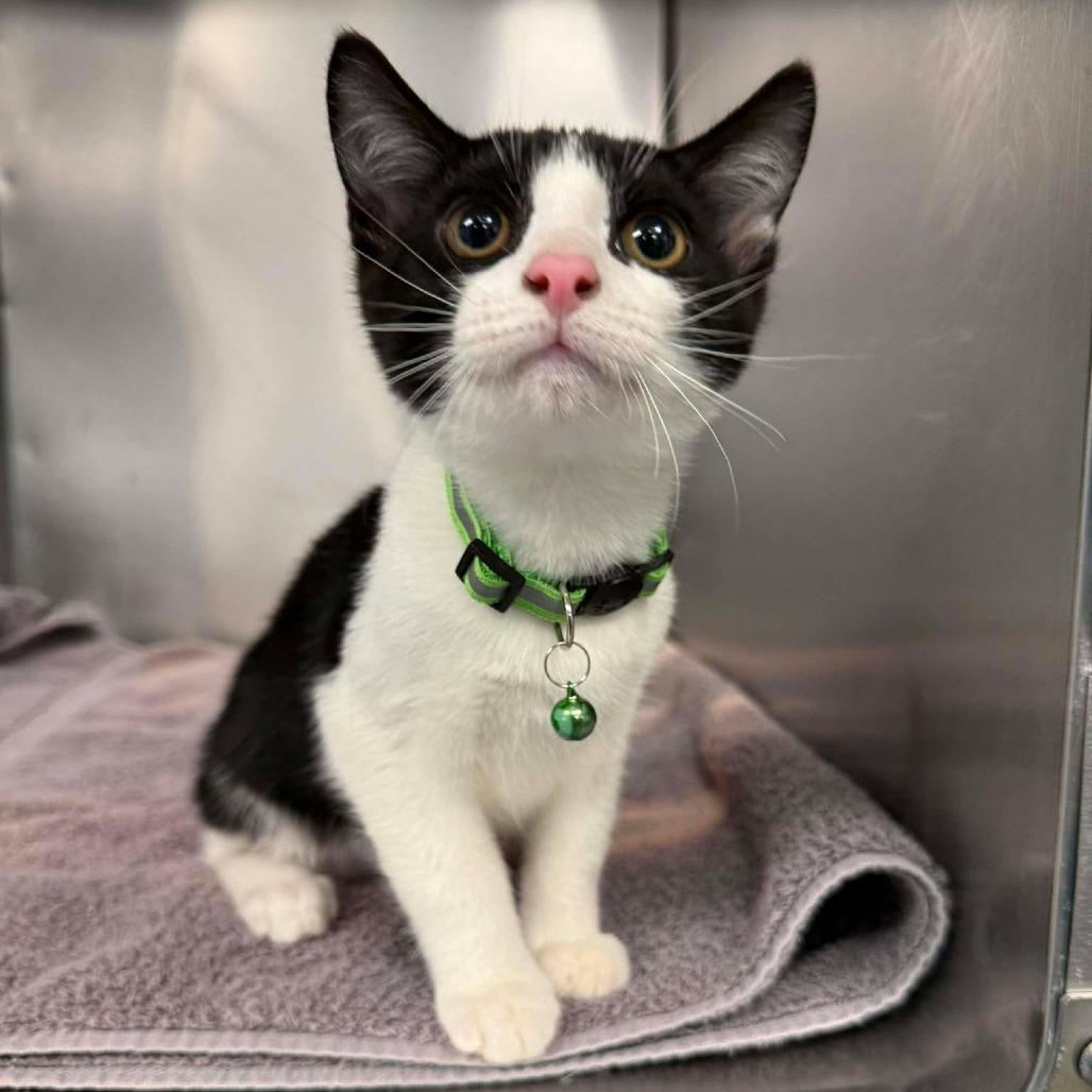 Soy Milk, Adoptable, Kitten Male Domestic Short Hair.