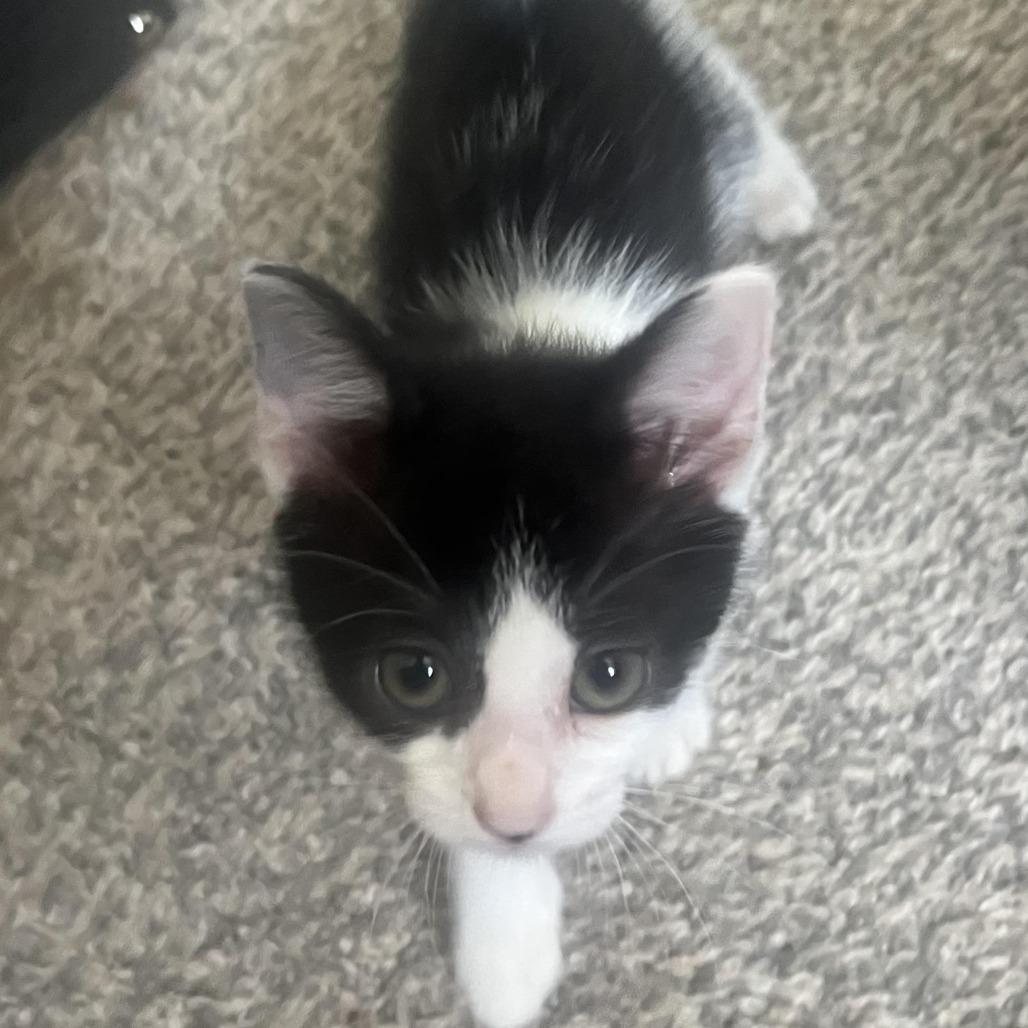 Enlarge Tucker, a Adoptable Domestic Short Hair in Richland, MI image 1/1