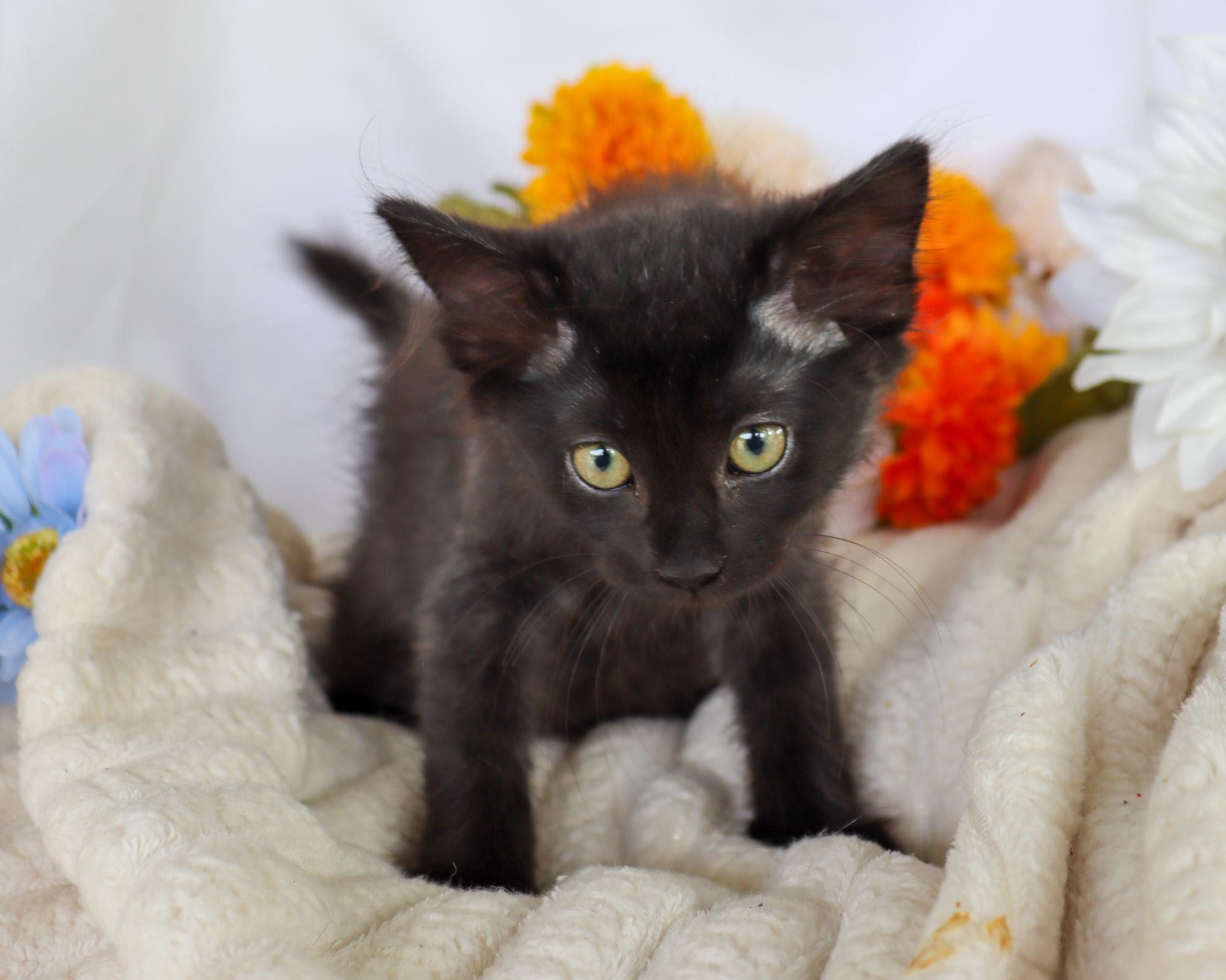 Enlarge Heidi, a Adoptable Domestic Medium Hair in Rocky Hill, CT image 3/4