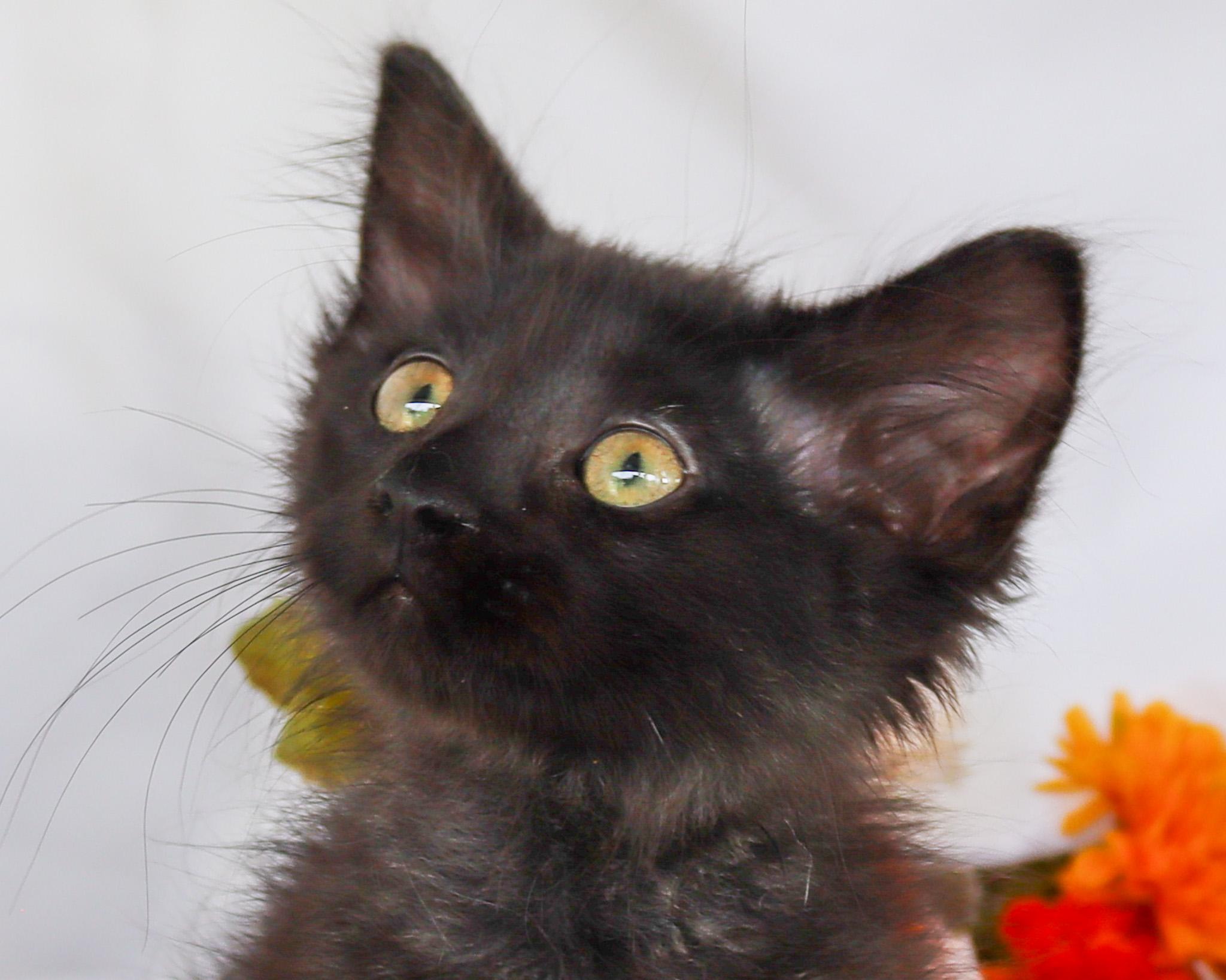 Enlarge Heidi, a Adoptable Domestic Medium Hair in Rocky Hill, CT image 2/4