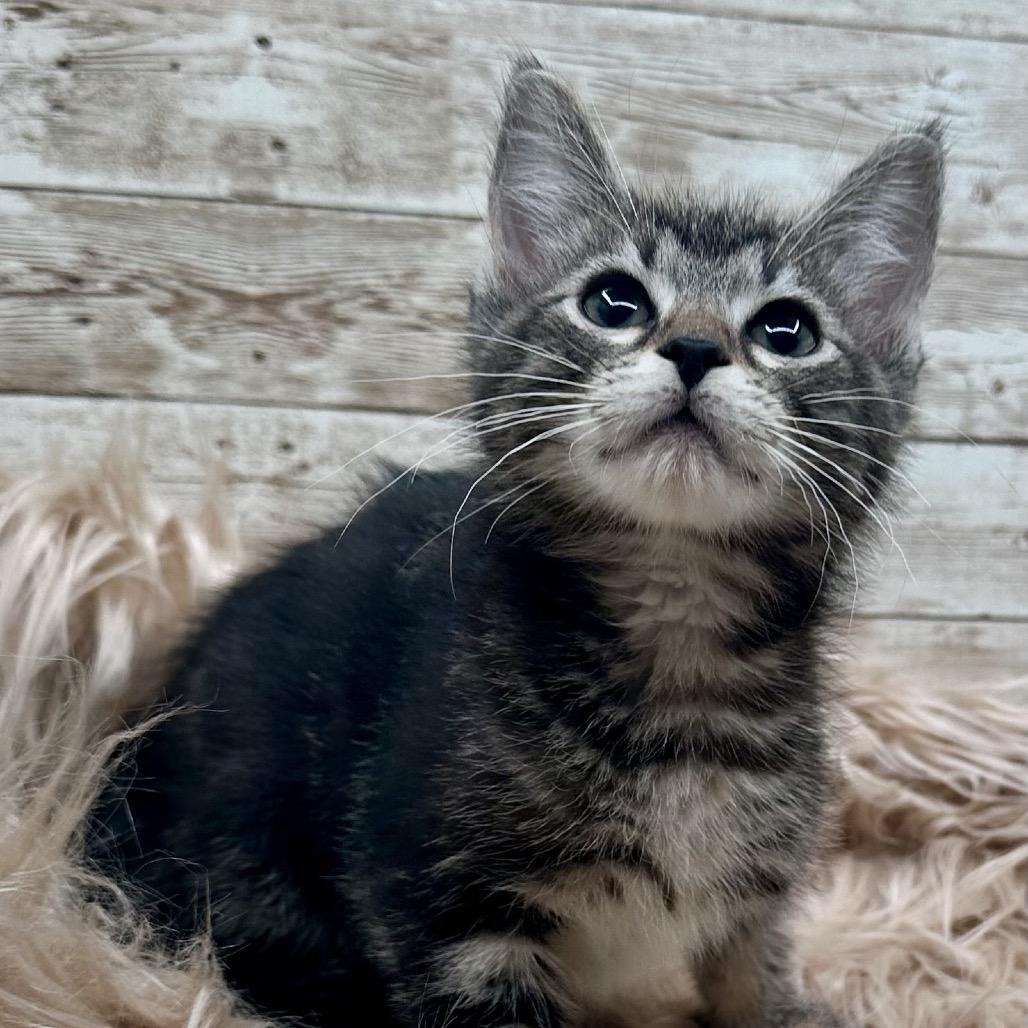 Pancake, Adoptable, Kitten Male Domestic Short Hair.