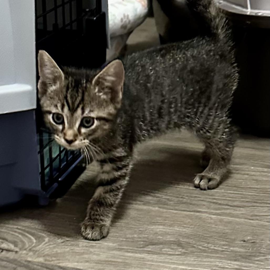 Enlarge Pancake, a Adoptable Domestic Short Hair in Lexington, KY image 2/6
