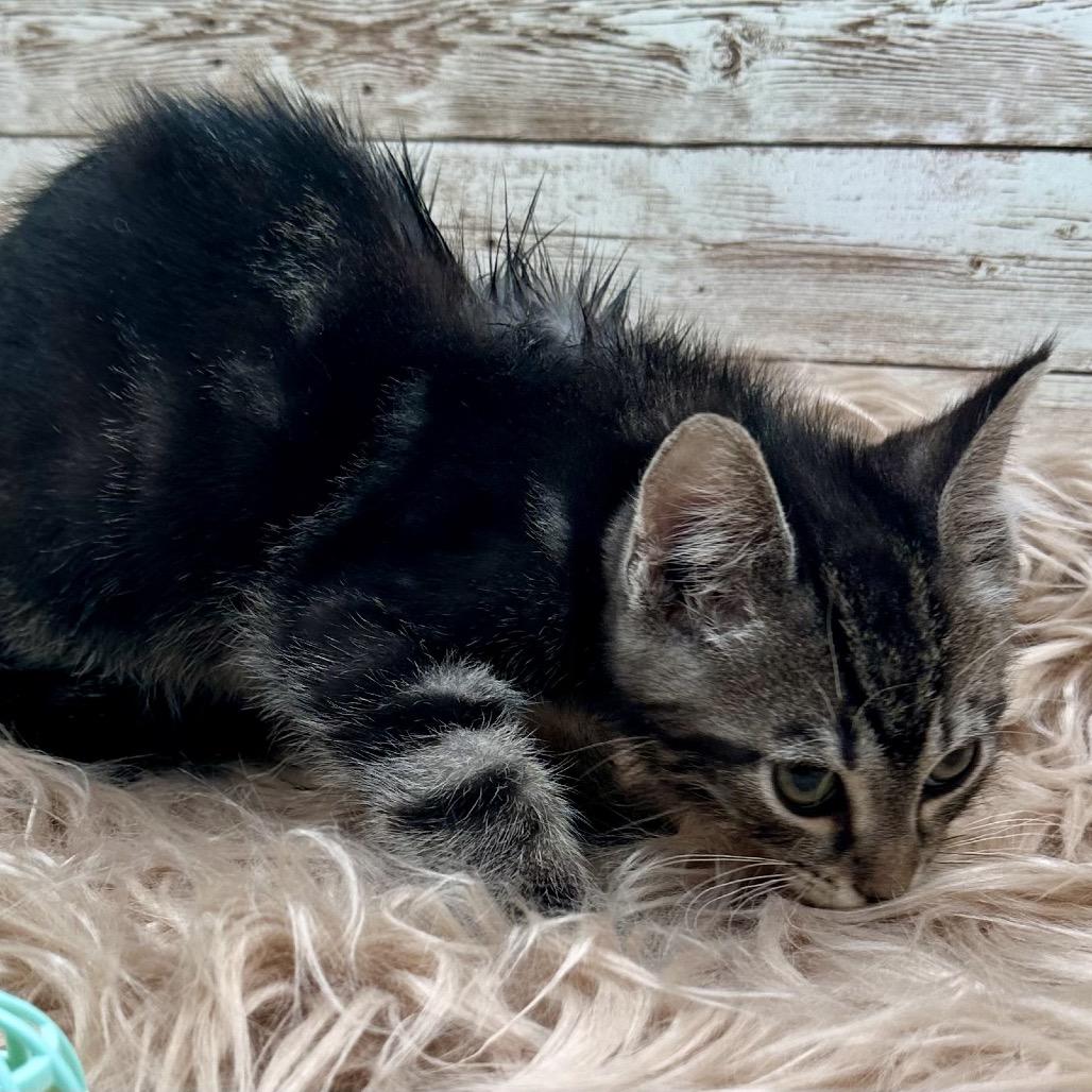 Enlarge Pancake, a Adoptable Domestic Short Hair in Lexington, KY image 3/6