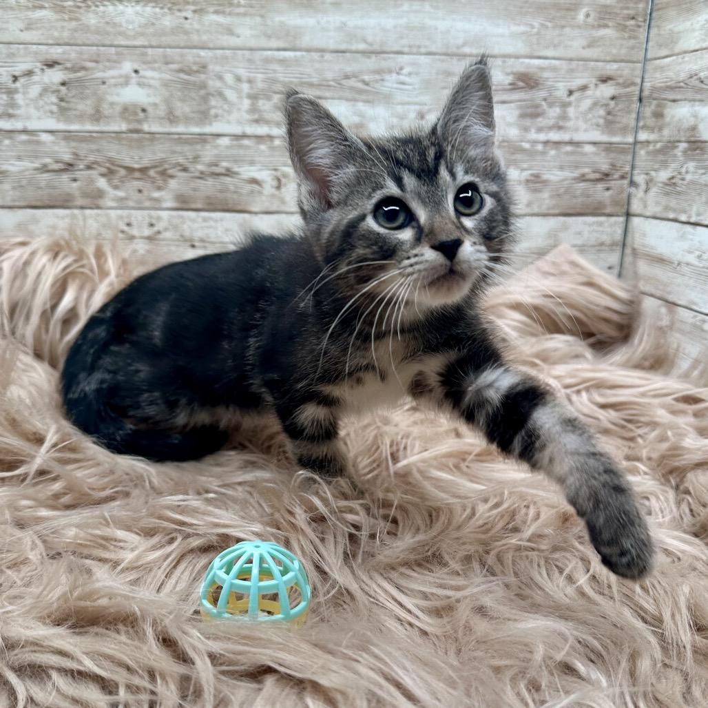 Enlarge Pancake, a Adoptable Domestic Short Hair in Lexington, KY image 4/6
