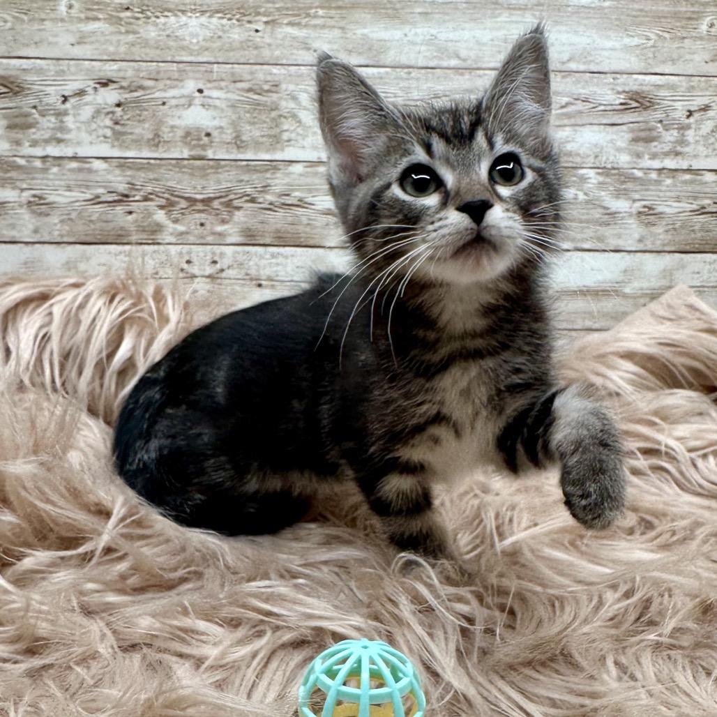 Enlarge Pancake, a Adoptable Domestic Short Hair in Lexington, KY image 5/6