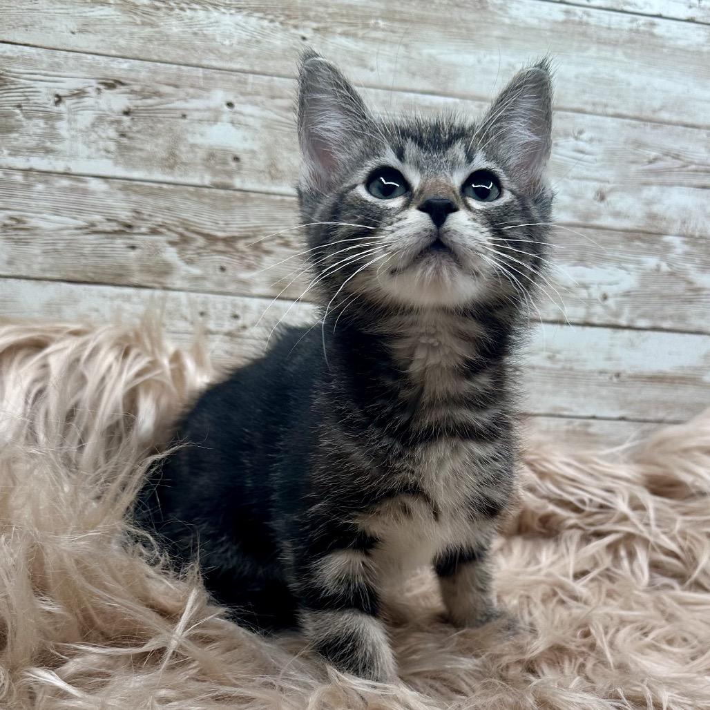 Enlarge Pancake, a Adoptable Domestic Short Hair in Lexington, KY image 6/6