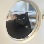 Lulu, Adult Female Domestic Short Hair