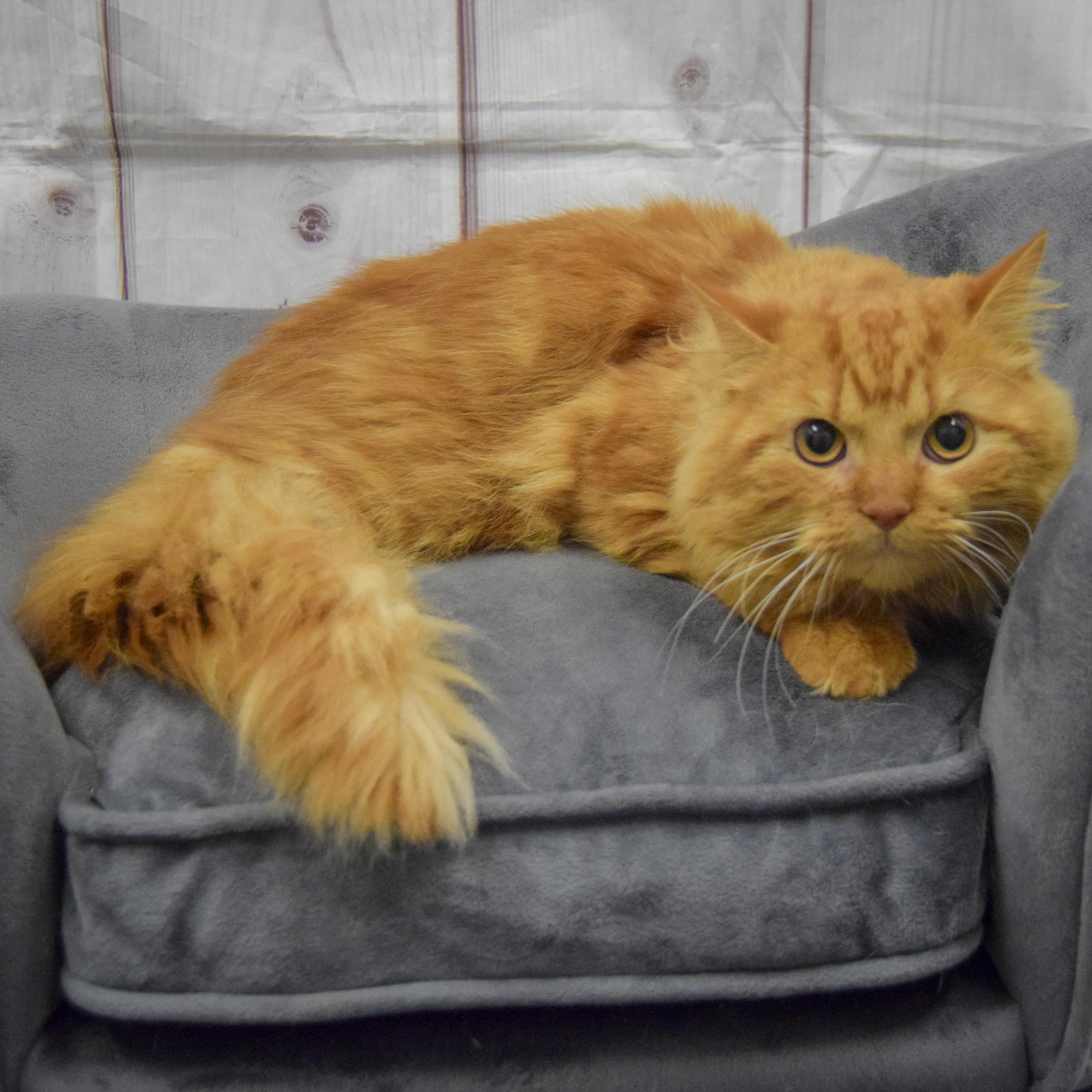 Enlarge Prince, an adopted mixed breed in Huntley, IL image 2/4