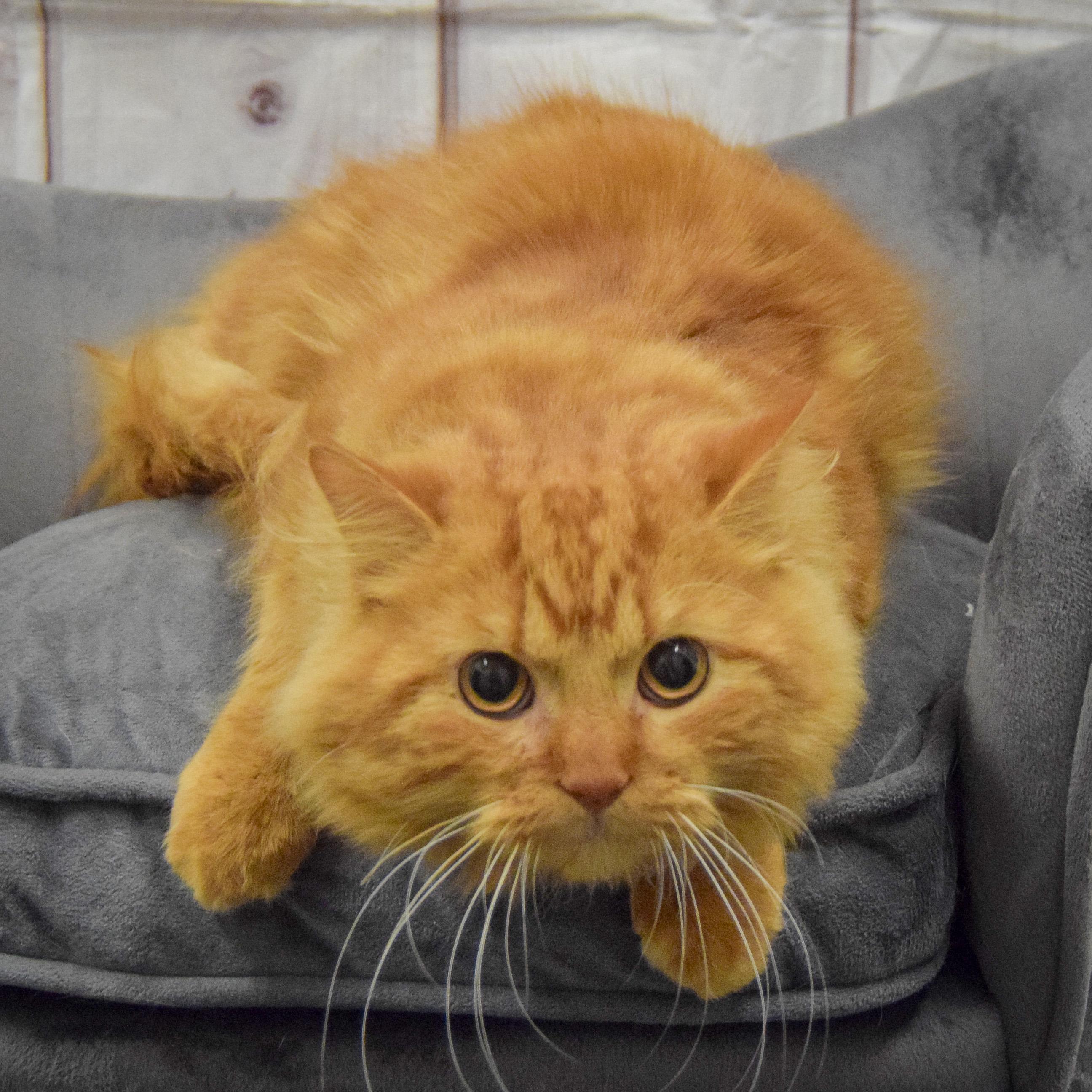 Enlarge Prince, an adopted mixed breed in Huntley, IL image 3/4