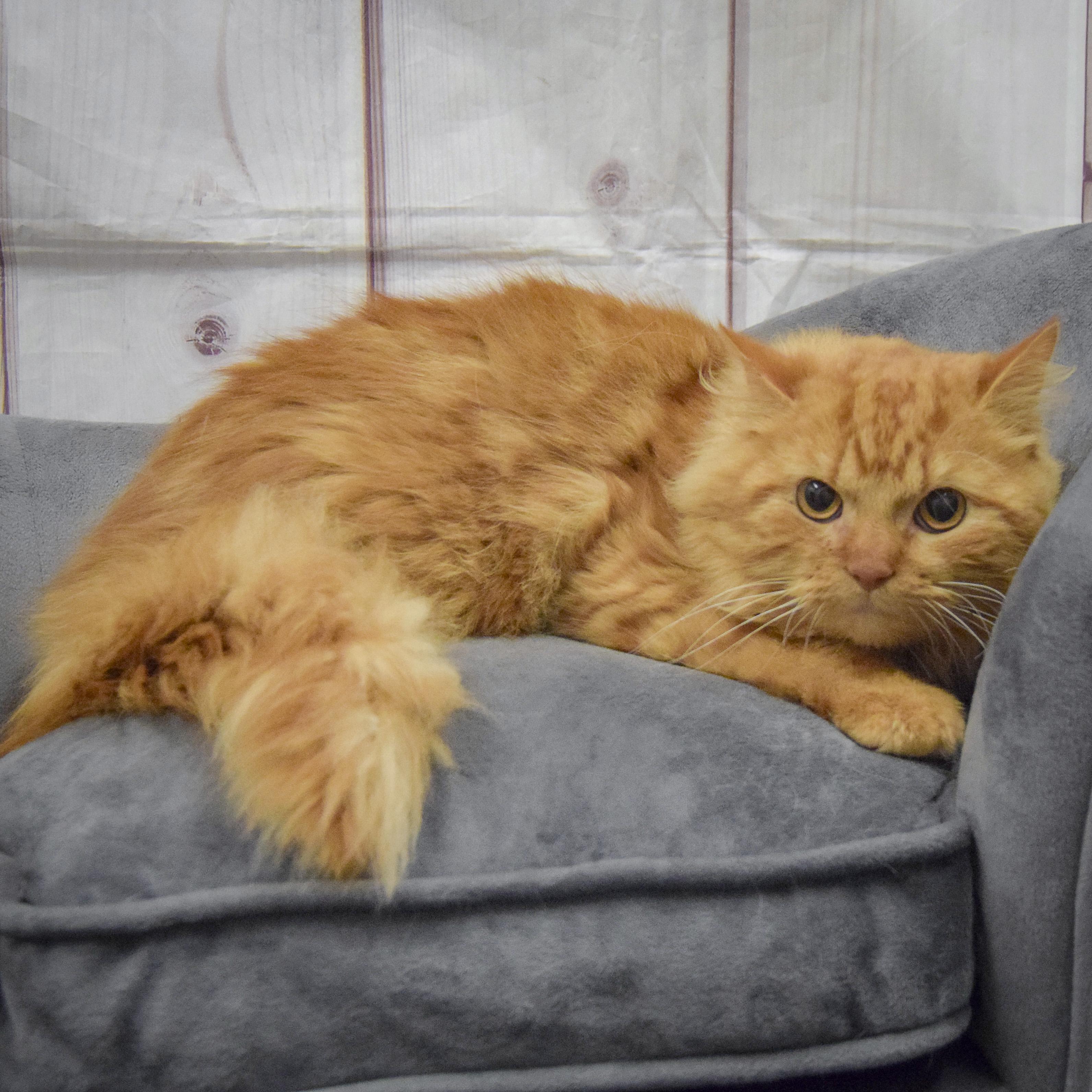 Enlarge Prince, an adopted mixed breed in Huntley, IL image 4/4