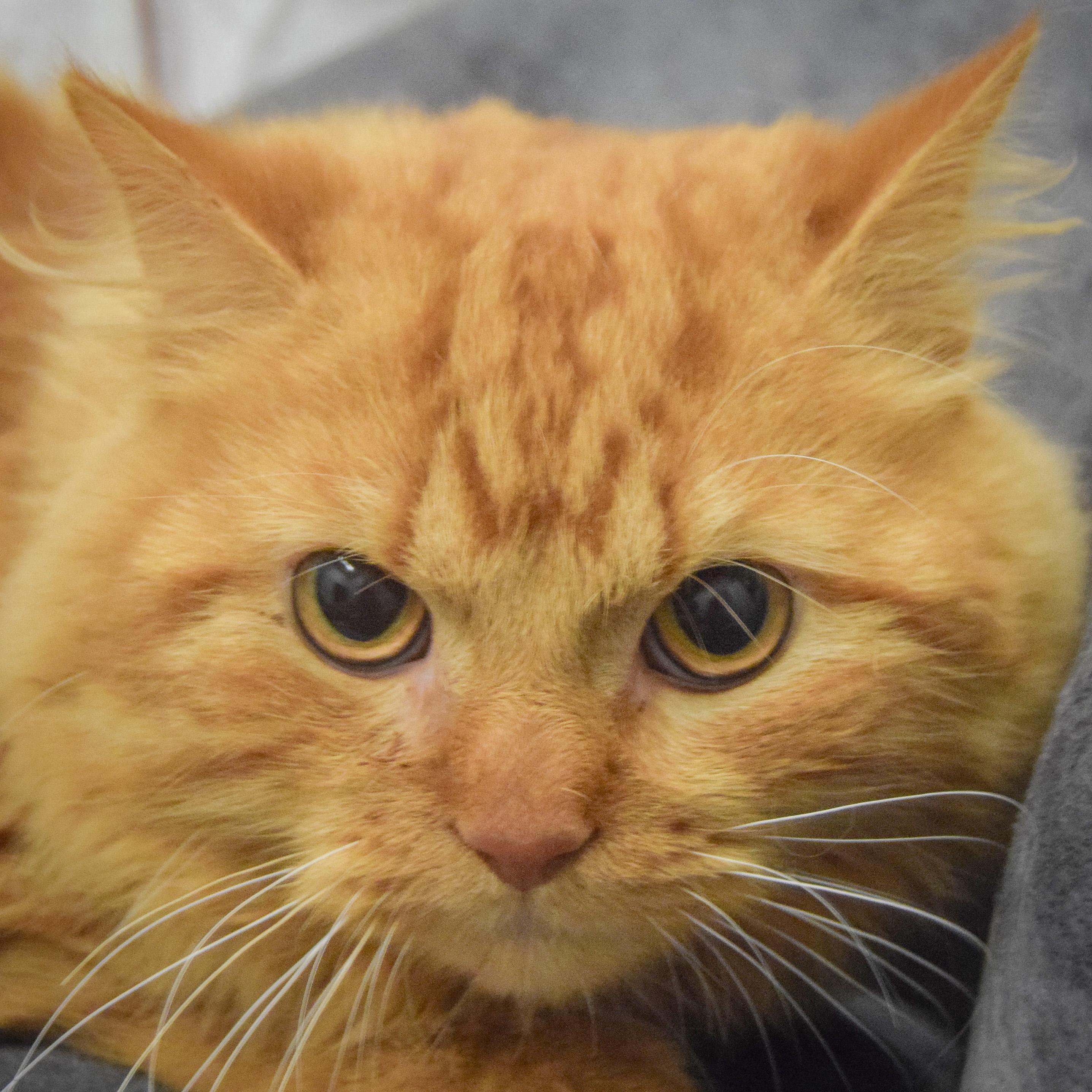 Enlarge Prince, an adopted mixed breed in Huntley, IL image 1/4