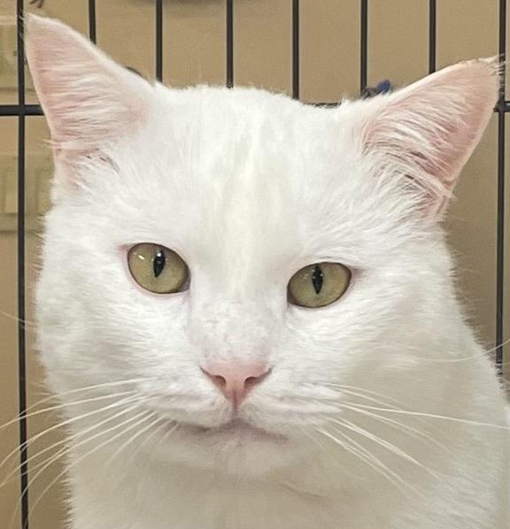 WINTER (FIV+), a Adoptable mixed breed in Southbury, CT image 1/6