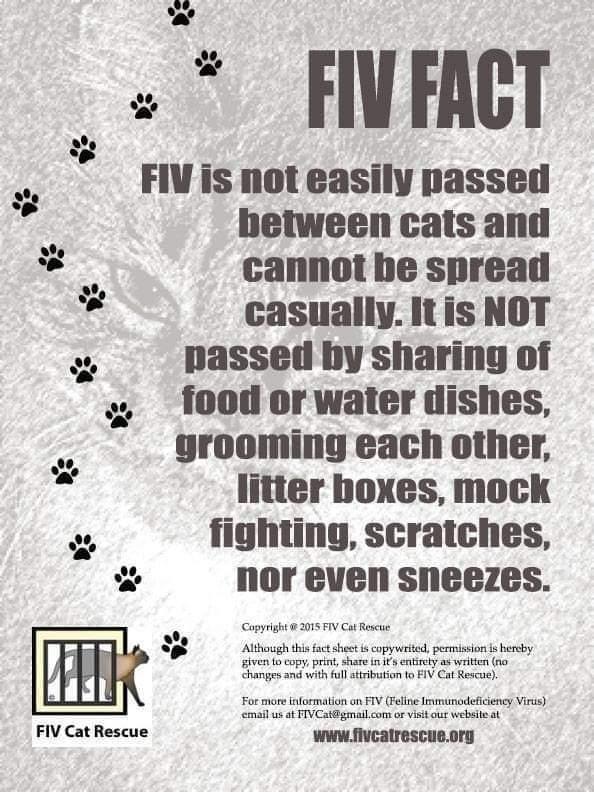 WINTER (FIV+), a Adoptable mixed breed in Southbury, CT image 2/6