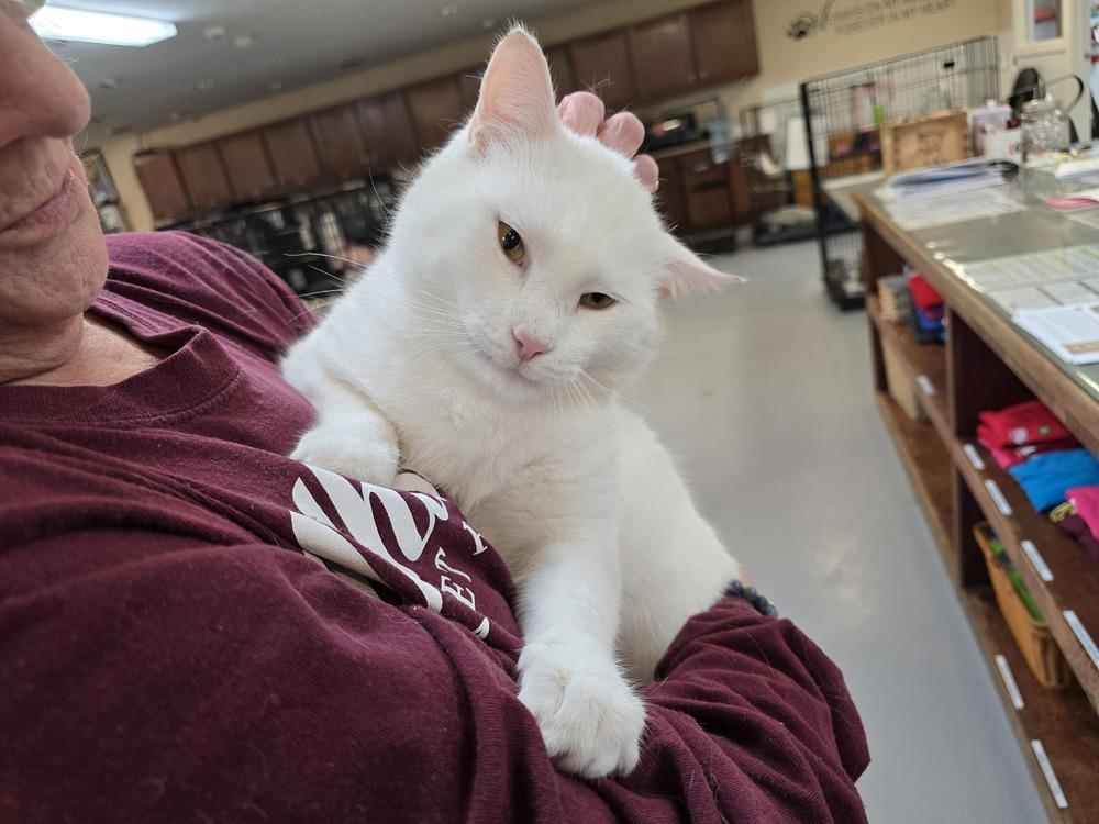 WINTER (FIV+), a Adoptable mixed breed in Southbury, CT image 3/6