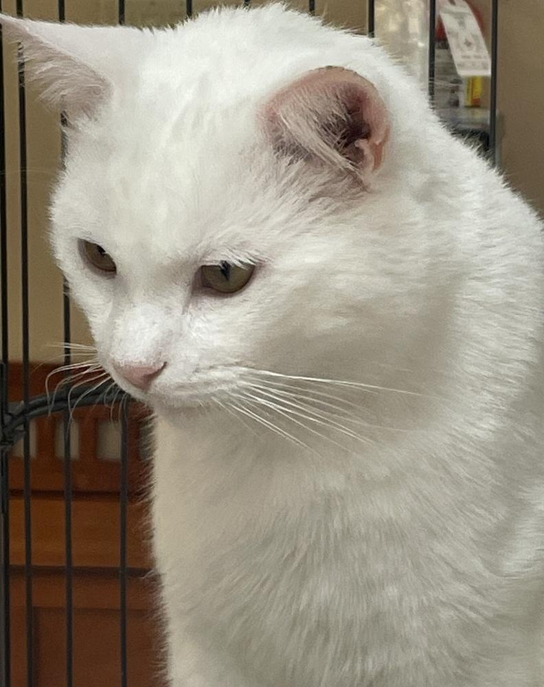 WINTER (FIV+), a Adoptable mixed breed in Southbury, CT image 5/6