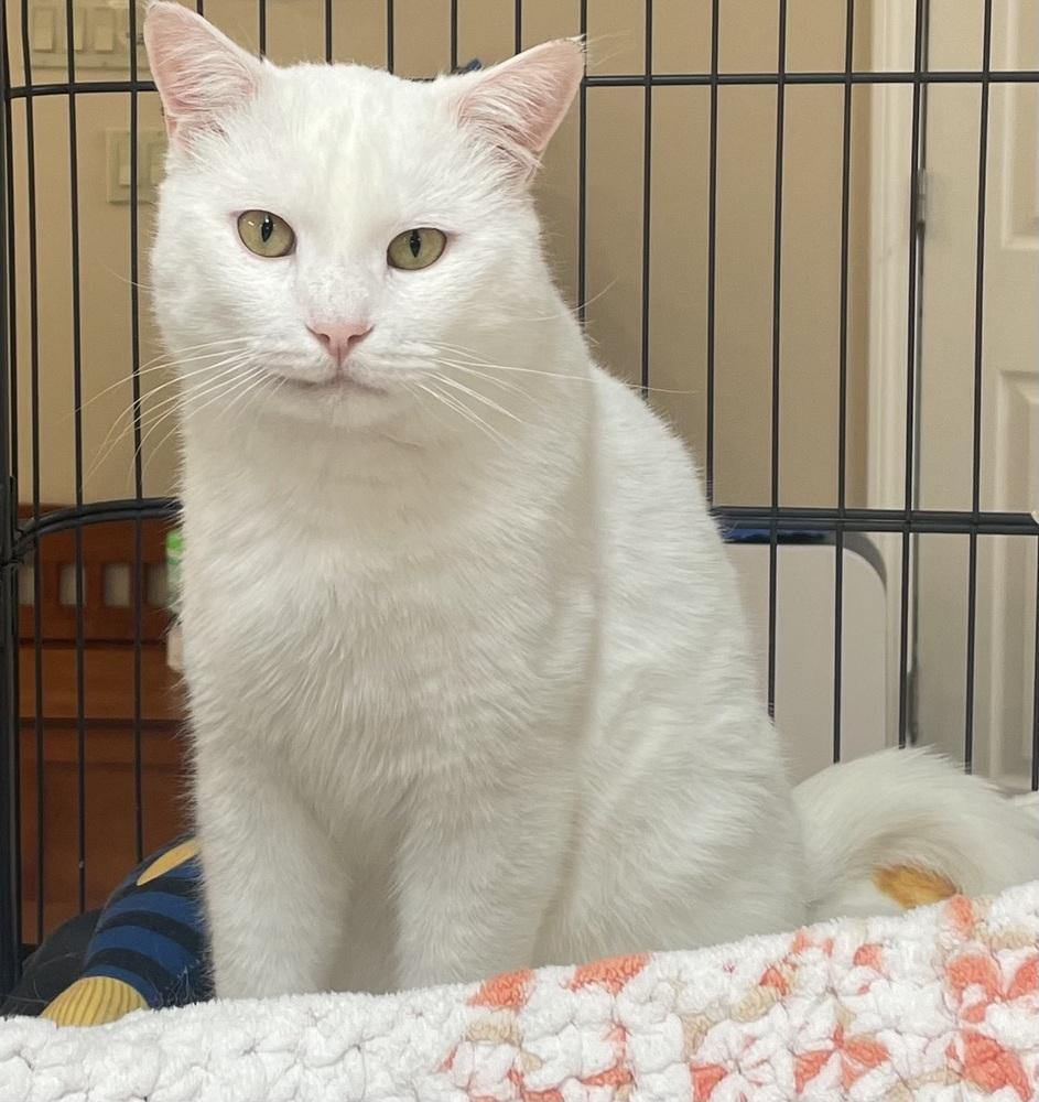 WINTER (FIV+), a Adoptable mixed breed in Southbury, CT image 6/6