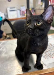 Enlarge Tarzan, an adopted mixed breed in Mason City, IA image 1/3