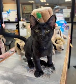 Enlarge Tarzan, an adopted mixed breed in Mason City, IA image 2/3