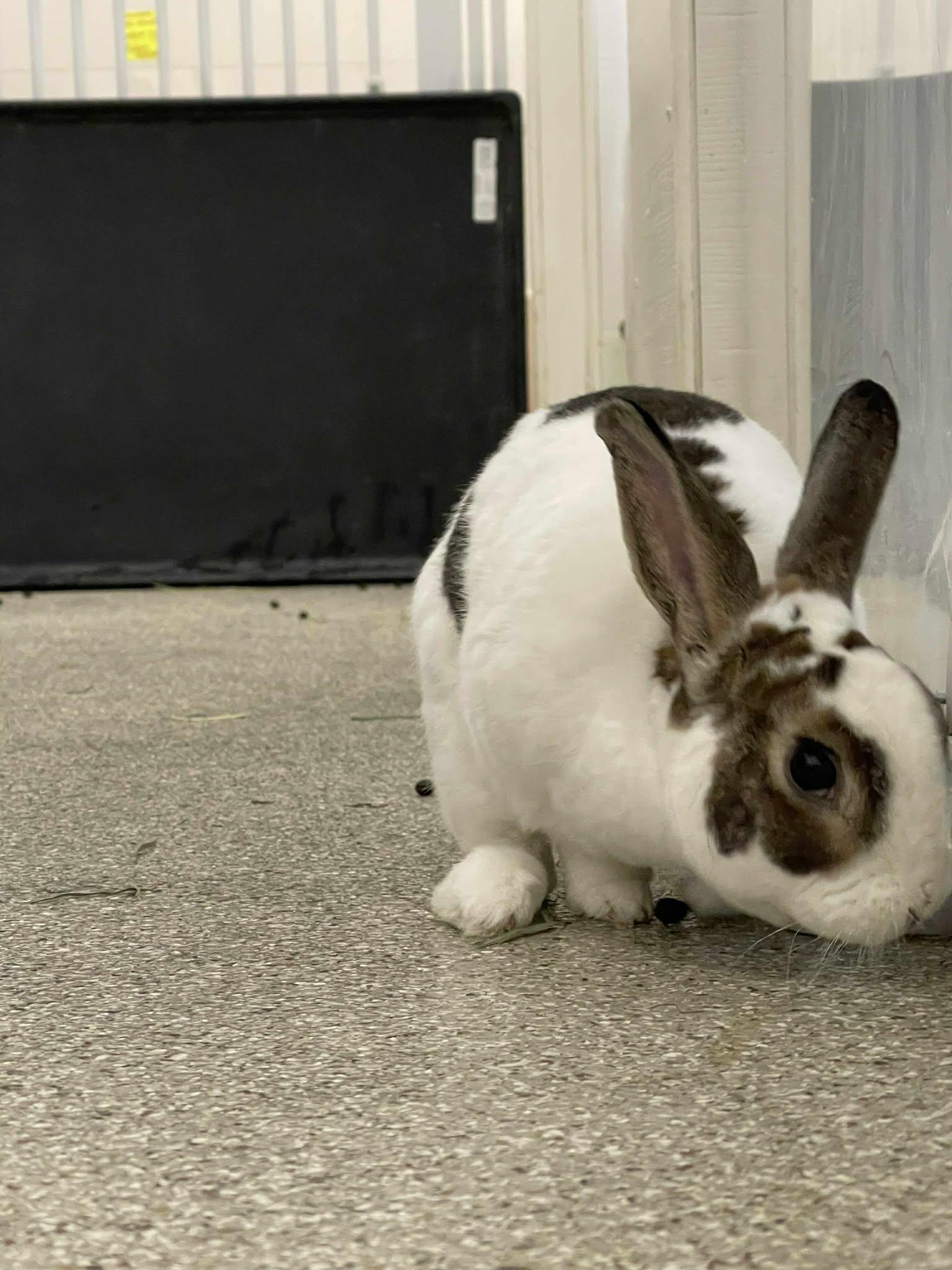 Enlarge Twist, a Adoptable Rex in Whitehall, PA image 1/6